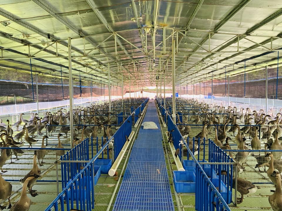 现代化禽类养殖场景